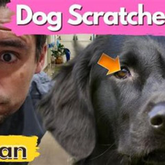 Best Dog Scratched Eye Treatment Reviews