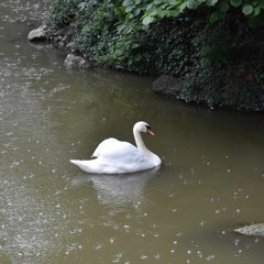 The Rain - The Swan - The Lake