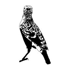 the world has no shortage of things (the world of the Great Bowerbird) part 1