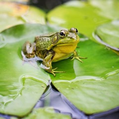 An Old Frog Goes Plop!