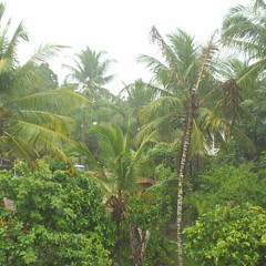 JUNGLE SOMETIMES