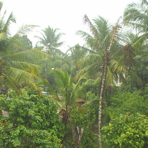 JUNGLE SOMETIMES