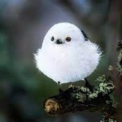 SFX-Birdsong