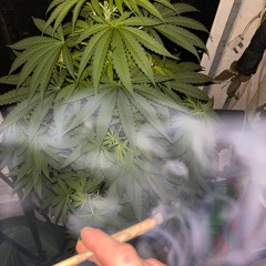 FOCUS - SMOKEYY