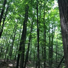 Green Point Dunes Nature Preserve, Benzie County, Michigan, USA