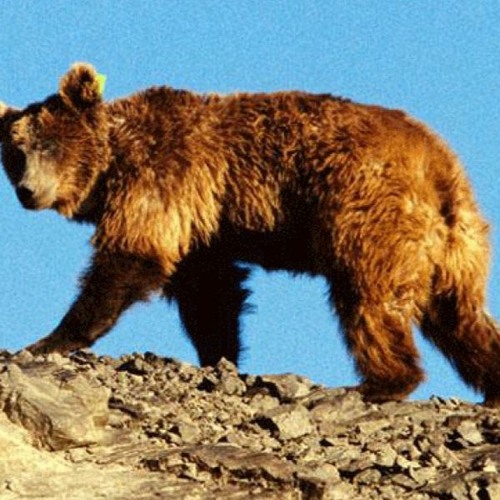 Stream Мазаалай by Mongolian National Radio | Listen online for free on ...