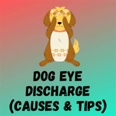 Best Dog Eye Discharge Home Treatment Reviews