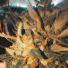 Gang Gang [ F3A ]