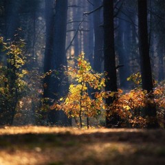 Mambo - Autumn Heat Selection