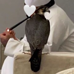 صاحوا ونادوا بالجهازات ياسعود - عبدالعزيز العليوي