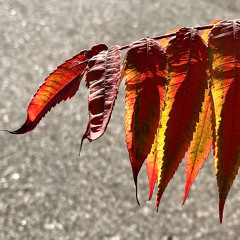 Jaunty Jazzy fanfareway