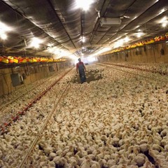 The Factory Farm Takeover of Agriculture: Food, Farming and Capitalism (Part 2)
