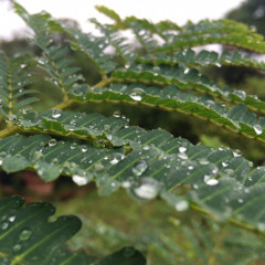 Precipitation (early version)