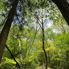 森の中 鳥の囀りと木々を揺らす風の音 バイノーラル録音