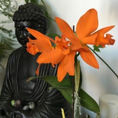 Yoga Playlist 11- 21-2020