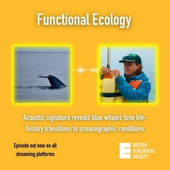 Acoustic signature reveals blue whales tune life-history transitions to oceanographic conditions