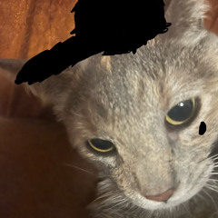 meow prod me and my kittys