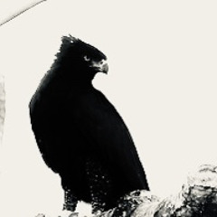 Black Bird: Positive Beatles Cover