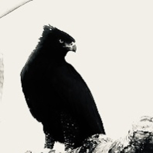 Black Bird: Positive Beatles Cover
