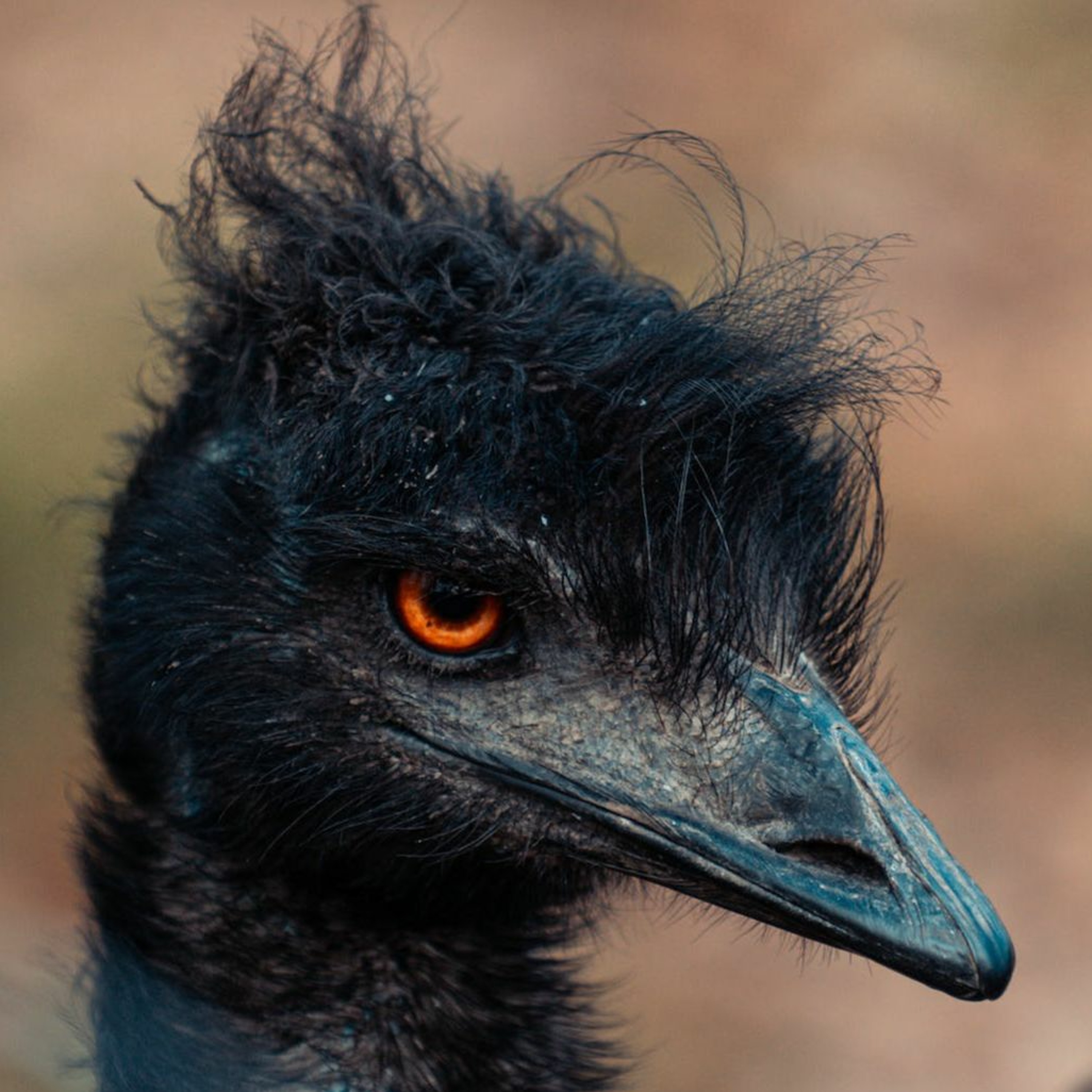 Episode 314: The Great Emu War of 1932
