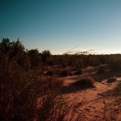 Desert shrubland with fulvous babblers – Saharan Atlas mountains