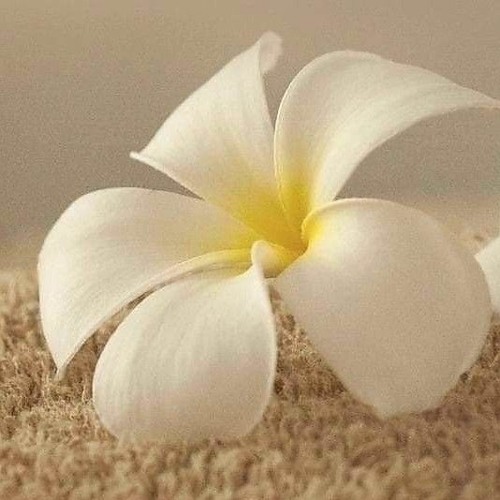 Cate - Groupie (Lyrics)