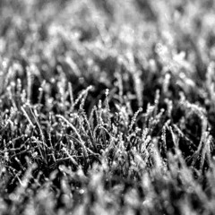 'The Frost performs its secret ministry'