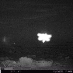 Cannabalizm Afterbirth