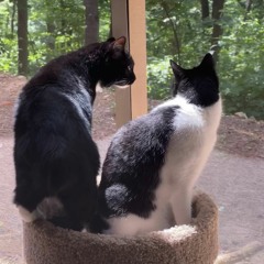 a song about my cats (mika n oreo) +waytoolost+