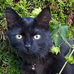 Rattle Katze