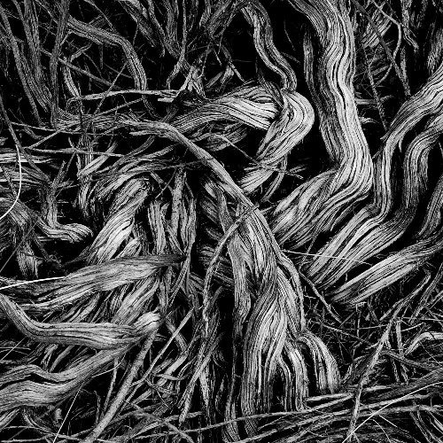 Roots (2024)