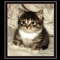 youve cat to be kitten me