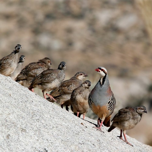 Stream 2023 Chukar Hunting Forecast by The Nevada Department of
