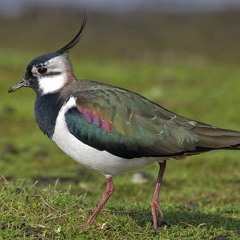 Lapwing at Caistron Coquetdale
