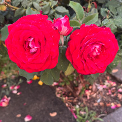 Lord_May_Thy_Blood_Now_Cleanse_Me- Hymn_280 🌹🌱🌷Señor Haz que Tu Sangre me limpie..