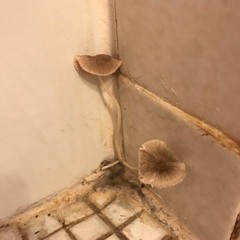 Bathroom Mushroom