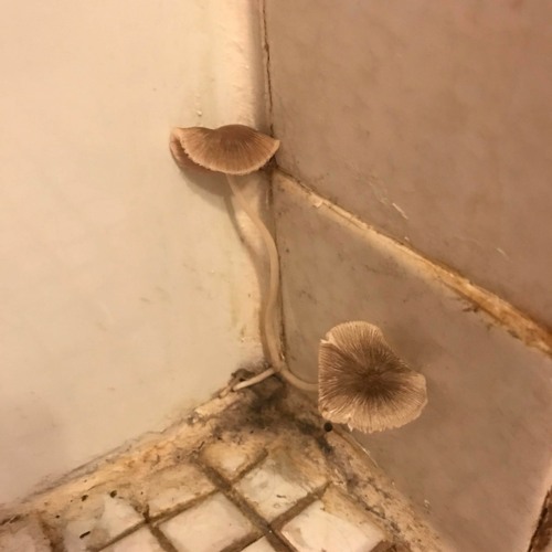 Stream Bathroom Mushroom by Stealthgerbil