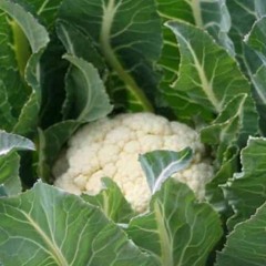 som ett större blomkålshuvud