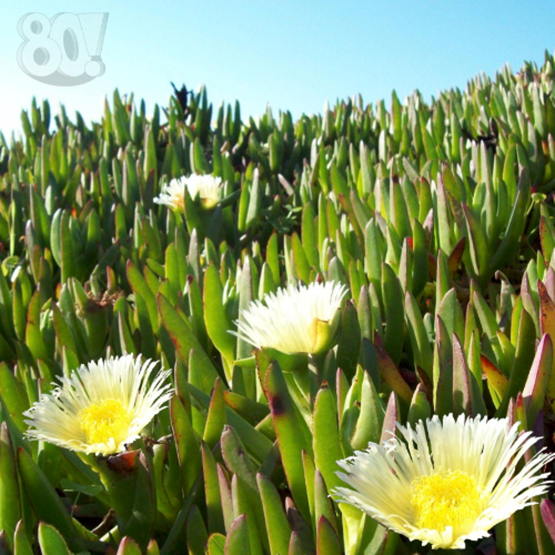 Sea Figs