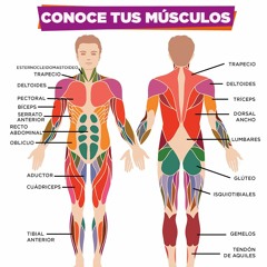 Cuerpo Humano Huesos Y Músculos