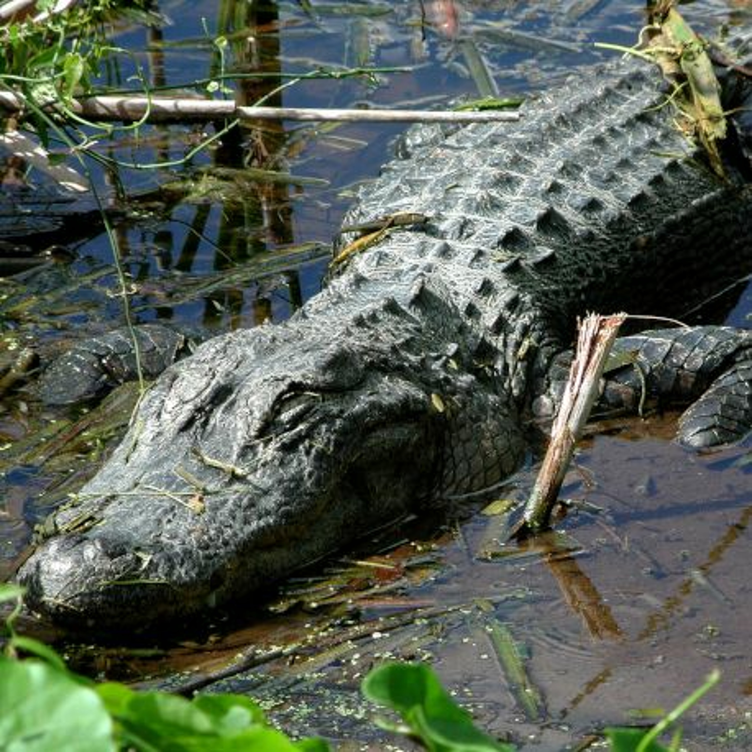 Environment and the Law in 2023, Midnight in the Everglades, The Accidental Ecosystem and more episode artwork