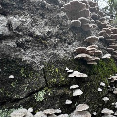 dirty sue and albert