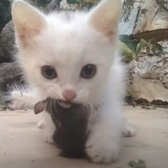 gormek istemiyorum seni ⊱✈