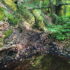 Ru du Pierreux [50.38536° N, 5.78953° O]