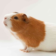 Best Guinea Pig Diet - Pawscuddle.com