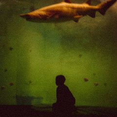 my family's celebrity [mbwav]