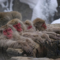 Review Special Price Nagano Snow Monkey 1 Day Tour with Beef Sukiyaki Lunch from Tokyo