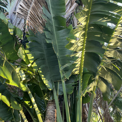 PlantWave_Audio_Palm Tree