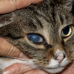 Best Cloudy Eye In Cats Treatment Reviews