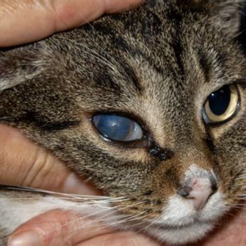 Best Cloudy Eye In Cats Treatment Reviews